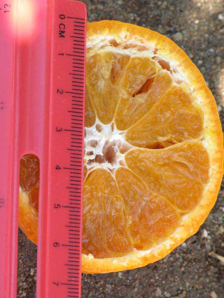           Fruit cross-section (Riverside, CA)   